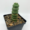 Eulychnia castanea f. varispiralis [Mini]