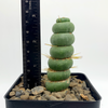 Eulychnia castanea f. varispiralis [Mini]