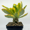 Euphorbia poissonii variegata
