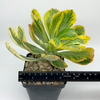 Euphorbia poissonii variegata