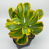Euphorbia poissonii variegata