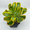Euphorbia poissonii variegata