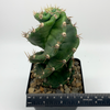 Cereus forbesii 'Spiralis' [Small]
