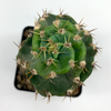 Cereus forbesii 'Spiralis' [Small]