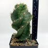 Cereus forbesii 'Spiralis' [Small]