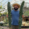 Extra massive Cereus forbesii 'Spiralis' specimen
