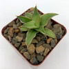 Sansevieria arborescens