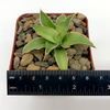 Sansevieria arborescens
