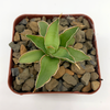 Sansevieria arborescens