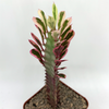 Euphorbia trigona pink variegated