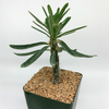 Pachypodium succulentum for sale at East Austin Succulents