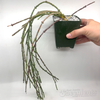 Cynanchum marnierianum 'Bundle of Sticks Plant'