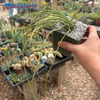 Cynanchum marnierianum 'Bundle of Sticks Plant'