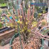 Cynanchum marnierianum 'Bundle of Sticks Plant' BLOOMS