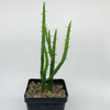 Euphorbia alluaudi  for sale at East Austin Succulents