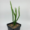 Euphorbia alluaudi  for sale at East Austin Succulents