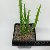 Euphorbia alluaudi for sale at East Austin Succulents