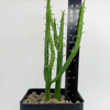 Euphorbia alluaudi  for sale at East Austin Succulents