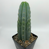 Trichocereus pachanoi cv. "Juul's Giant" for sale at East Austin Succulents