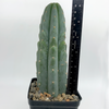 Trichocereus pachanoi cv. "Juul's Giant" for sale at East Austin Succulents