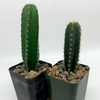 Trichocereus Mystery Twin Pack [Small] for sale at East Austin Succulents