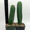 Trichocereus Mystery Twin Pack [Medium] for sale at East Austin Succulents