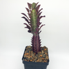 Euphorbia trigona monstrose 'Twisted Rubra' [Small]
