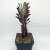 Euphorbia trigona monstrose 'Twisted Rubra' [Small]
