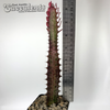 Euphorbia trigona 'Rubra' [Large]