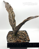Sansevieria kirkii 'pulchra' coppertone