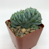 Myrtillocactus "Strictum" cristata monstrose [Small] for sale at East Austin Succulents