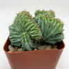 Myrtillocactus 'Elite' cristata monstrose [Small] for sale at East Austin Succulents
