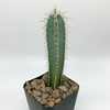 Cereus forbesii for sale at East Austin Succulents