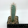 Cereus forbesii for sale at East Austin Succulents