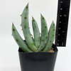 Aloe gerstneri for sale at East Austin Succulents