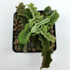 Kalanchoe beharensis 'Maltese Cross' for sale at East Austin Succulents