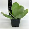 Kalanchoe thyrsiflora 'Paddle Plant' for sale at East Austin Succulents
