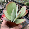 Kalanchoe thyrsiflora 'Paddle Plant' for sale at East Austin Succulents