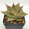 Echeveria agavoides 'Ebony' [Large] for sale at East Austin Succulents