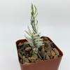 Pedilanthus tithymaloides 'Nana' for sale at East Austin Succulents