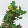 Euphorbia venenifica x groenweldii for sale at East Austin Succulents