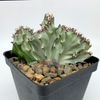 Euphorbia lactea cristata variegata for sale at East Austin Succulents