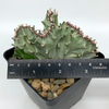 Euphorbia lactea cristata variegata for sale at East Austin Succulents