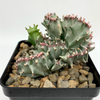 Euphorbia lactea cristata variegata for sale at East Austin Succulents