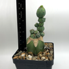 Myrtillocactus monstrose 'Stacker' for sale at East Austin Succulents