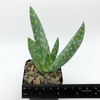 Aloe gariepensis for sale at East Austin Succulents