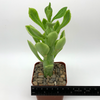Monadenium guentheri for sale at East Austin Succulents