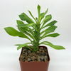 Monadenium stapelioides for sale at East Austin Succulents