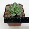 Titanopsis calcarea 'Concrete Leaf' for sale at East Austin Succulents