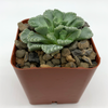 Titanopsis calcarea 'Concrete Leaf' for sale at East Austin Succulents